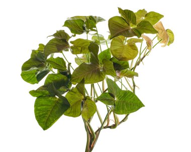Pembe Sengonyum Podophyllum yaprakları, Pembe ok başı şekilli yapraklar, Beyaz arka planda izole edilmiş ok başı sarmaşığı, kırpma yolu