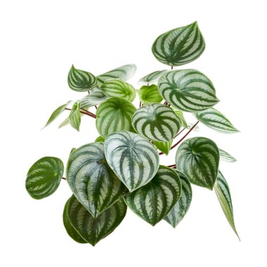 Karpuz Peperomisi, Peperomia Sandersii bitkisi, kesme yolu olan beyaz arka planda izole edilmiş.                              