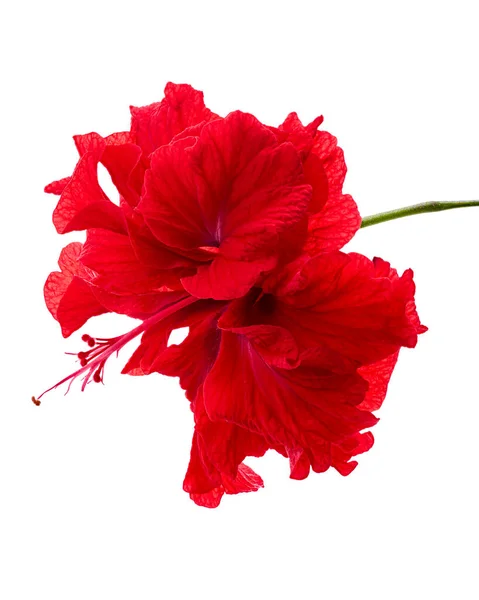 Flor Hibisco Rojo Con Hojas Flor Roja Tropical Aislada Sobre —  Fotos de Stock