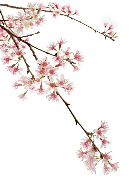 Prunus Cerasoides Flower Wild Himalayan Cherry Plants Isolado Sobre Fundo — Fotografia de Stock