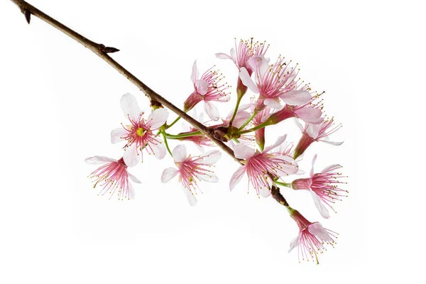 Prunus Cerasoides Flower Wild Himalayan Cherry Plants Isolado Sobre Fundo — Fotografia de Stock