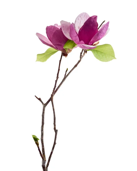 Μωβ Λουλούδι Μανόλια Magnolia Felix Απομονώνονται Λευκό Φόντο Μονοπάτι Ψαλίδισμα — Φωτογραφία Αρχείου