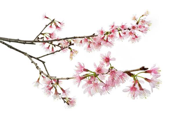 Prunus cerasoides flower, Wild Himalayan cherry plants, isolated on white background                           