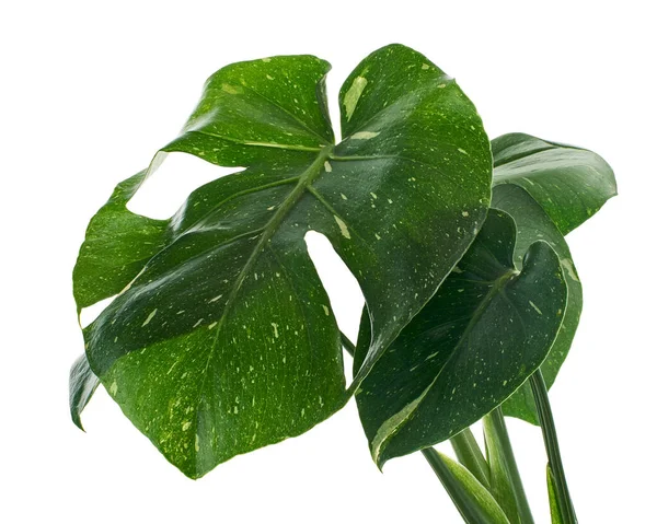 Variegated Monstera Roślin Monstera Thai Constellation Liści Izolowane Białym Tle — Zdjęcie stockowe