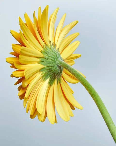 Yellow Barberton Daisy Flower Gerbera Jamesonii Gray Background — Stock Photo, Image