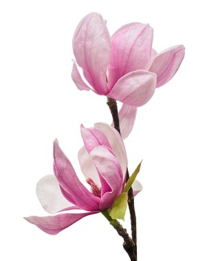 Yapraklı Magnolia liiflora çiçeği, beyaz arka planda izole Lily manolya çiçeği, kırpma yolu ile                                  