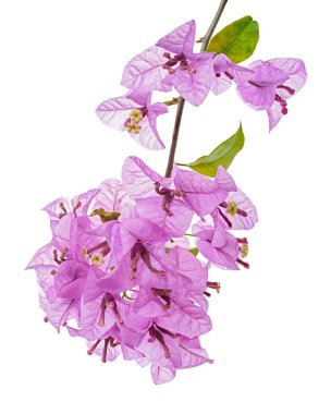 Bougainvillea çiçeği, Paperflower, Mor Bougainvillea çiçeği beyaz arka planda izole edilmiş, kırpma yolu ile 