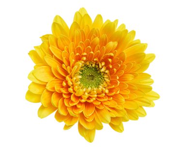 Sarı Barberton papatya çiçeği, Gerbera Jamesonii, beyaz arka planda izole edilmiş, kırpma yolu ile 