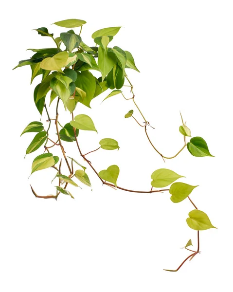 Φύλλα Philodendron Brasil Φυτό Philodendron Hederaceum Απομονωμένο Λευκό Φόντο Μονοπάτι — Φωτογραφία Αρχείου