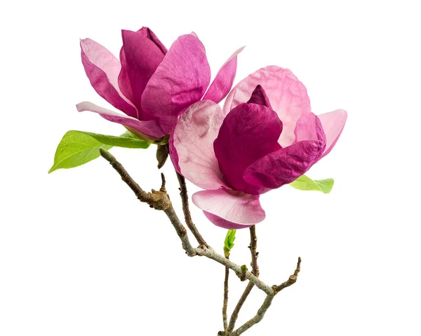 Purple Magnolia Flower Magnolia Felix Isolated White Background Clipping Path — Stock Photo, Image