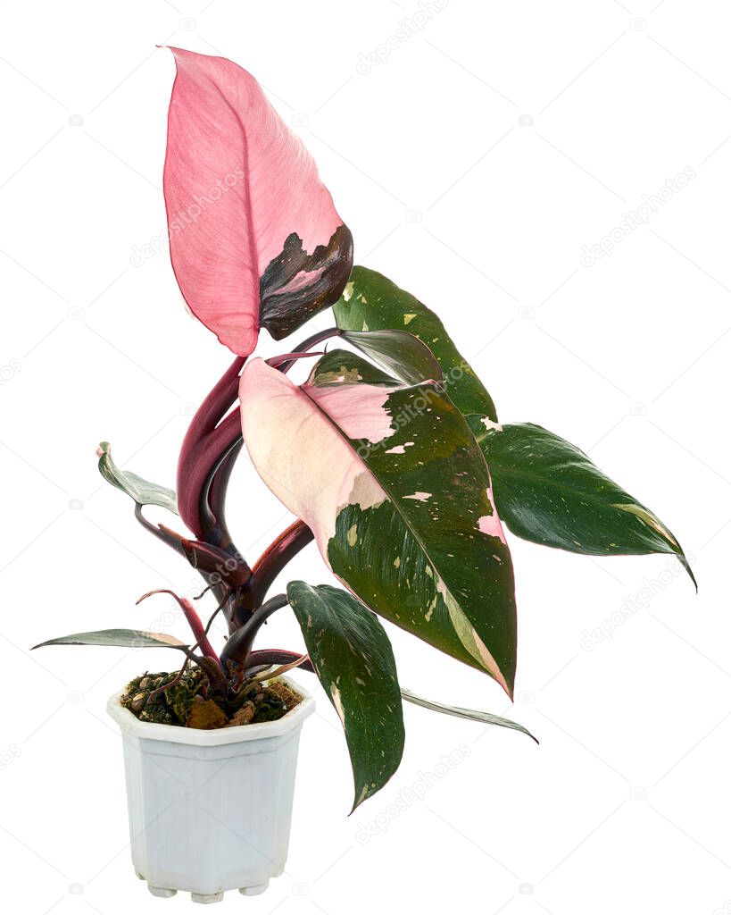 Philodendron Pink Princess plant, Philodendron Erubescens leaves, isolated on white background, with clipping path