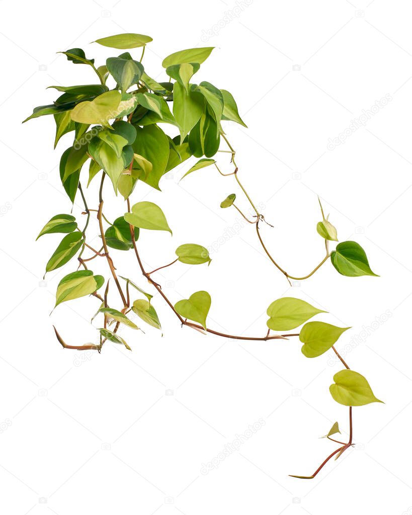 Philodendron Brasil leaves, Philodendron hederaceum plant, isolated on white background, with clipping path 