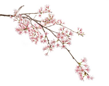 Prunus cerasoides çiçeği, vahşi Himalaya kiraz bitkileri, beyaz arka planda izole edilmiş. 