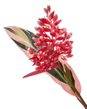 Yapraklı Stromanthe triostar çiçeği, beyaz arka planda izole tropikal çiçekler, kırpma yolu ile                   