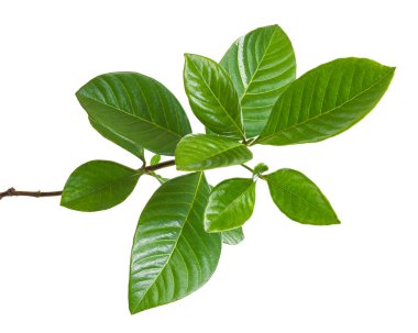 Yeşil yapraklar, ince dal üzerinde küçük yeşil yapraklar kesme yolu ile beyaz arka planda izole                               