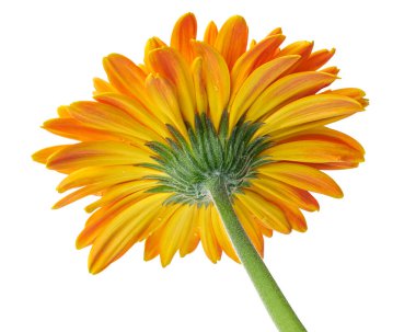 Barberton daisy flower, Gerbera jamesonii, isolated on white background, with clipping path