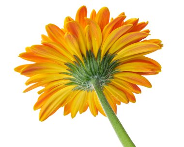 Barberton daisy flower, Gerbera jamesonii, isolated on white background, with clipping path clipart