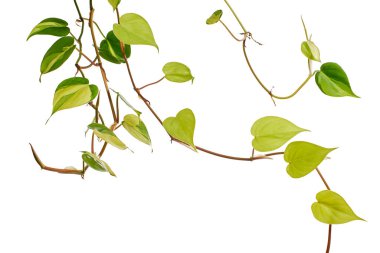 Philodendron Brasil yaprakları, Philodendron hederaceum bitkisi, beyaz arka planda izole edilmiş, kırpma yolu ile                      