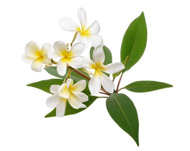 Beyaz Plumeria çiçekleri (Frangipani), dalda açan kokulu beyaz çiçek, beyaz arka planda izole edilmiş, kırpma yolu ile                               