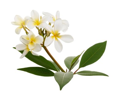 Beyaz Plumeria çiçekleri (Frangipani), dalda açan kokulu beyaz çiçek, beyaz arka planda izole edilmiş, kırpma yolu ile                               