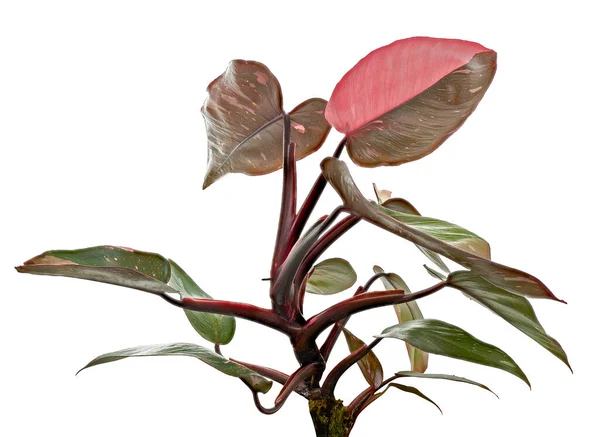 Philodendron Pink Princess Plant Philodendron Erubescens Leaves Isolated White Background — Stok Foto