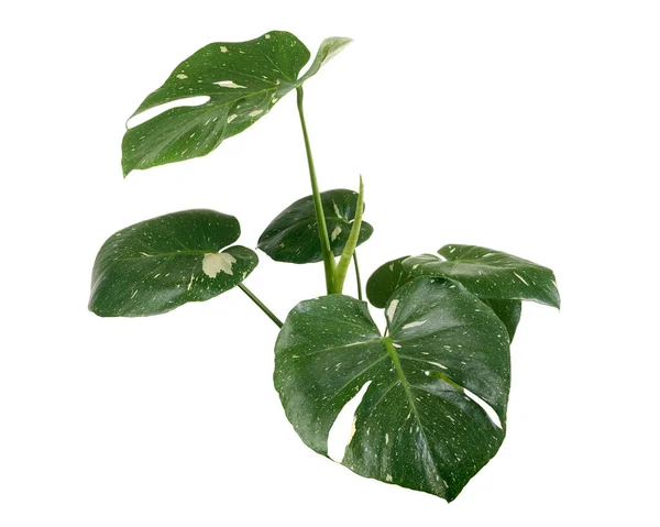 Variegated Monstera plant, Monstera Thai Constellation leaves, isolated on white background, with clipping path