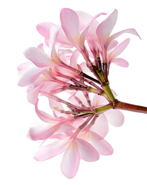 Pink Plumeria Flowers Frangipani Fragrant Pink Flower Blooming Branch Isolated — Stock Photo, Image