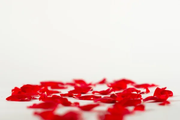 Czerwona róża płatek — Zdjęcie stockowe