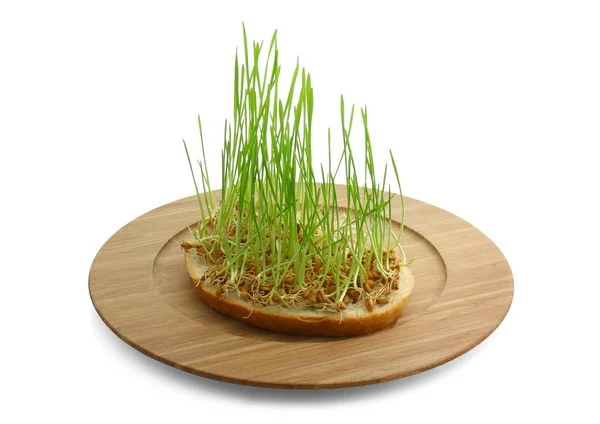 germinated buğday