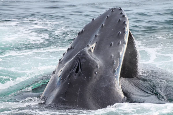Balena cu cocoașă — Fotografie, imagine de stoc