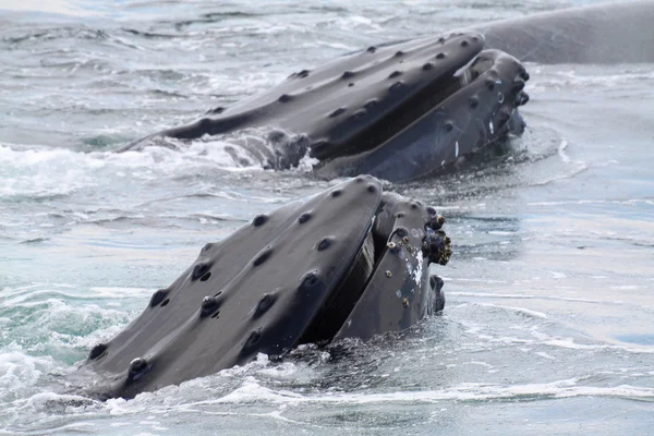 Humpback whale Stock Photo