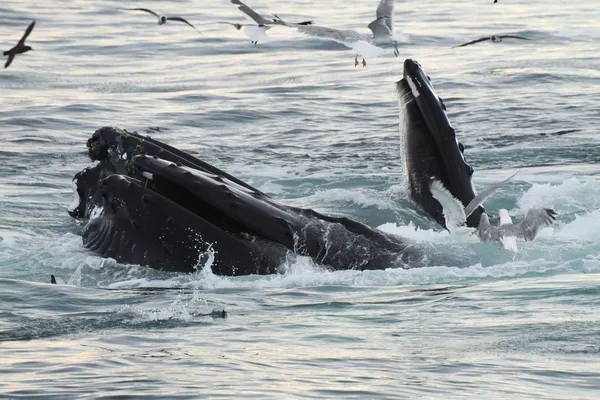 Humpback whale Royalty Free Stock Photos