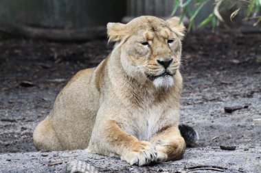 Aslan
