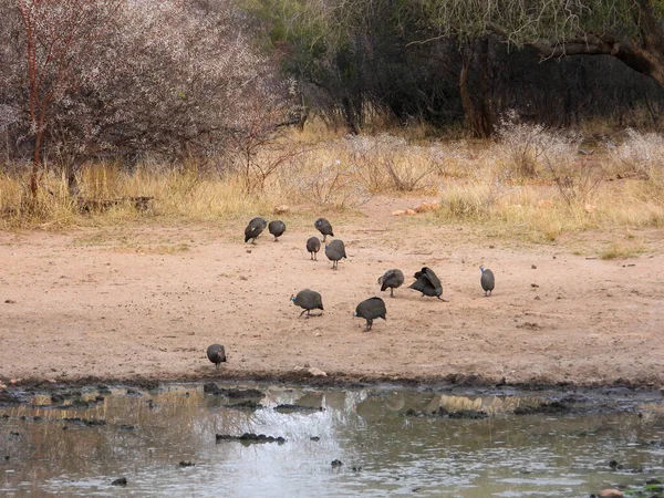 Hjälmguineafowl Väg Till Ett Vattenhål För Tidig Morgondrink — Stockfoto