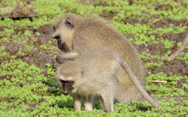 Vervet maymunları Afrika 'daki bir su birikintisinde çamurda kurtçuk ararlar.