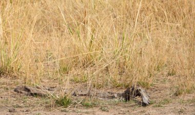 Kurumuş çimenler ve arkaplan kullanımı için kurumuş bir çubuk resim