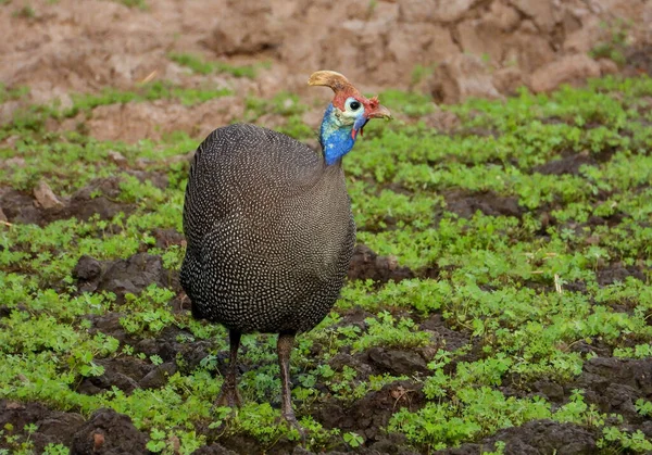 Pintade Casquée Butinant Dans Une Terre Boueuse — Photo