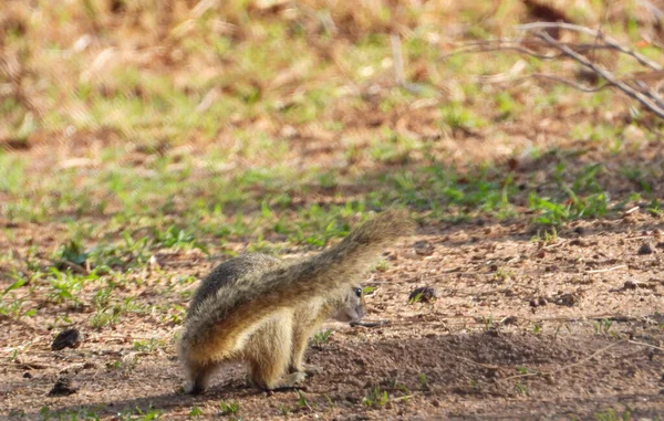 South African Ground Squirrel Isolated — Stock Photo, Image