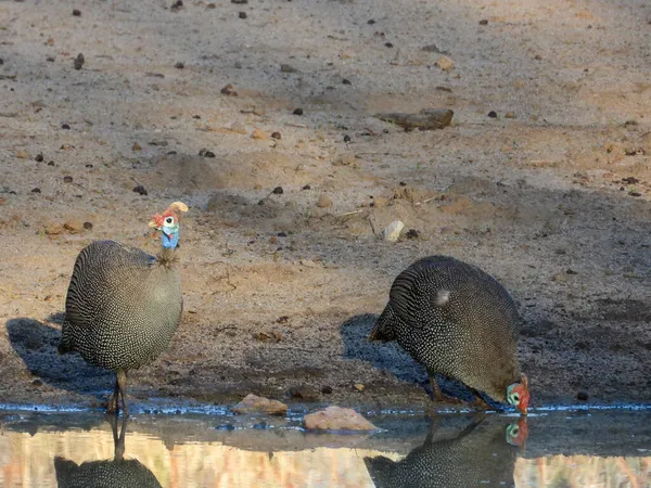 Guineafowl Con Casco Bebe Agua Pozo Agua Naturaleza Temprano Mañana —  Fotos de Stock