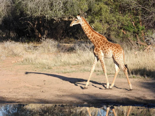 Genç bir zürafa Afrika 'da izole edilmiş.