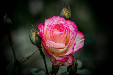 Arkaplan kullanımı için bir çiçeğin güzel resim rengi