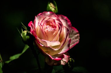 Arkaplan kullanımı için bir çiçeğin güzel resim rengi