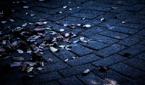 Cena Noturna Folhas Pavimento Sob Uma Luz Rua — Fotografia de Stock