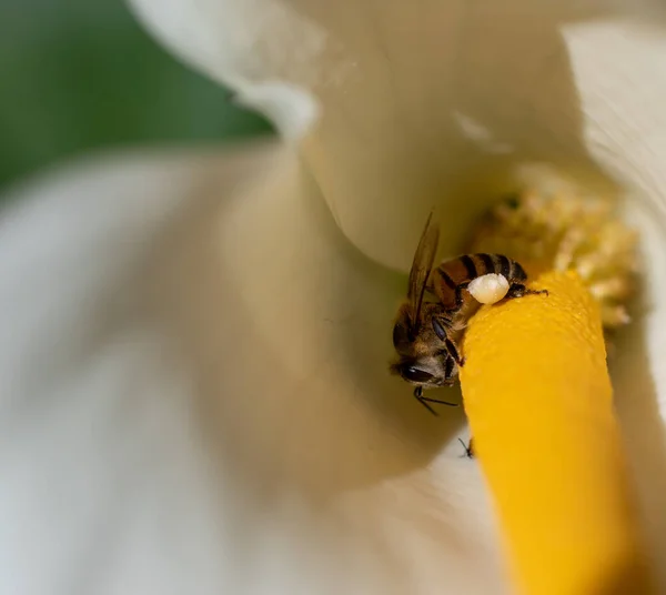 Африканская Пчела Изолированная Белом Цветке Лилии — стоковое фото