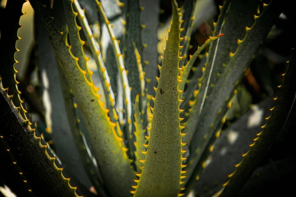 Güney Afrika Sulu Aloe Verasının Dikenli Yaprağı — Stok fotoğraf