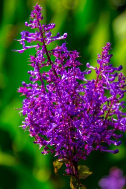 Arkaplan kullanımı için bir çiçeğin güzel sanat görüntüsü