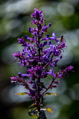 Arkaplan kullanımı için bir çiçeğin güzel sanat görüntüsü