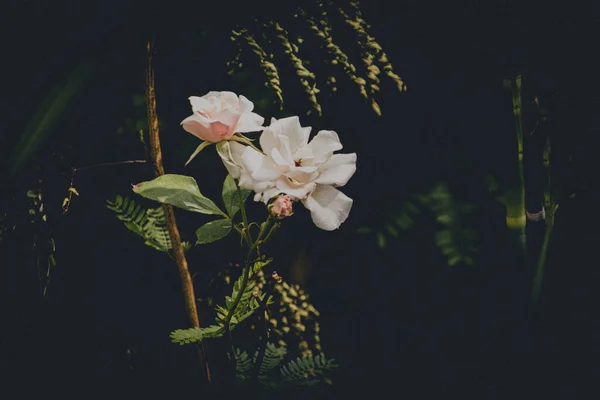 背景用の花の美術品イメージ — ストック写真