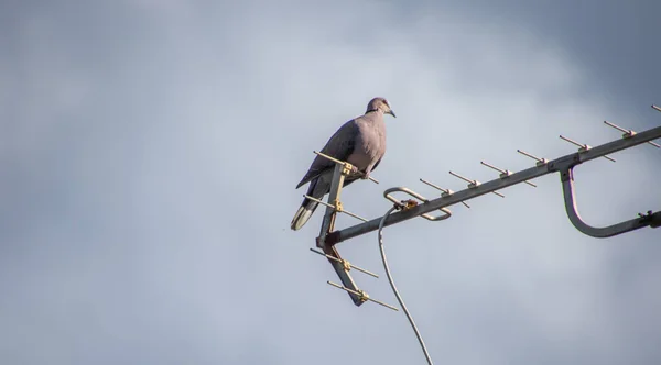 Küçük Güvercin Antenin Üzerine Tünemiş — Stok fotoğraf