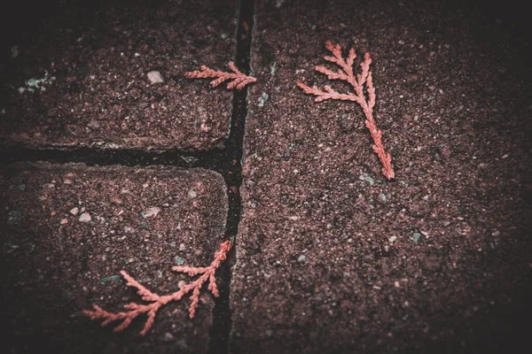 Imagem Arte Três Pequenos Galhos Isolados Uma Superfície Pavimentada — Fotografia de Stock